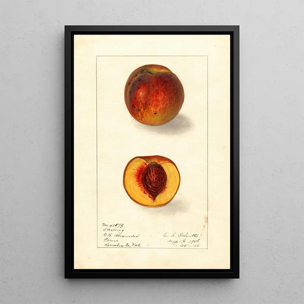 Prunus persica Sterling - Ellen Isham Schutt — ingelijst kunstwerk aan de muur