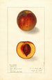Prunus persica Sterling - Ellen Isham Schutt — weergave van het kunstwerk