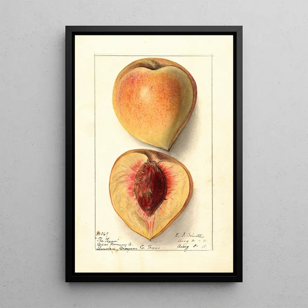 Prunus persica Texan - Ellen Isham Schutt — ingelijst kunstwerk aan de muur