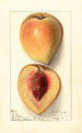 Prunus persica Texan - Ellen Isham Schutt — weergave van het kunstwerk