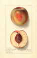 Prunus persica Uneeda Cling - Ellen Isham Schutt — weergave van het kunstwerk