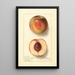 Prunus persica Uneeda Cling - Ellen Isham Schutt — ingelijst kunstwerk aan de muur