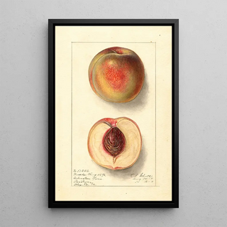 Ellen Isham Schutt - Prunus persica Uneeda Cling.webp