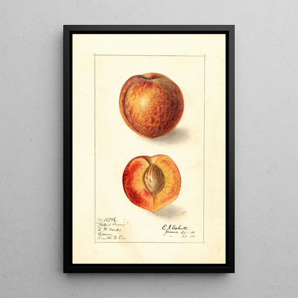 Prunus persica Yellow Swan - Ellen Isham Schutt — ingelijst kunstwerk aan de muur