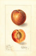 Prunus persica Yellow Swan - Ellen Isham Schutt — weergave van het kunstwerk