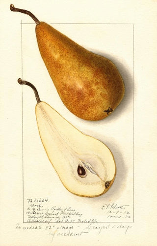 Ellen Isham Schutt - Pyrus communis Bosc.webp