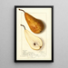 Pyrus communis Bosc - Ellen Isham Schutt — ingelijst kunstwerk aan de muur