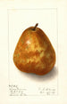 Pyrus communis Deweys Premium - Ellen Isham Schutt — weergave van het kunstwerk