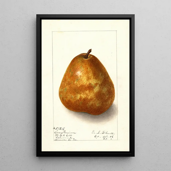 Pyrus communis Deweys Premium - Ellen Isham Schutt — ingelijst kunstwerk aan de muur
