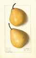 Pyrus communis Howell - Ellen Isham Schutt — weergave van het kunstwerk