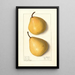 Pyrus communis Howell - Ellen Isham Schutt — ingelijst kunstwerk aan de muur