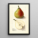 Pyrus communis Lawson Comet - Ellen Isham Schutt — ingelijst kunstwerk aan de muur