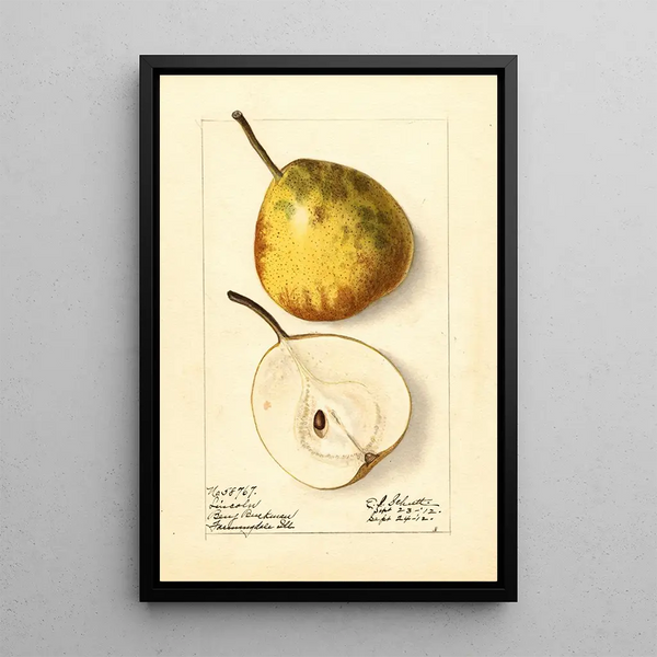 Pyrus communis Lincoln - Ellen Isham Schutt — ingelijst kunstwerk aan de muur