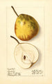 Pyrus communis Lincoln - Ellen Isham Schutt — weergave van het kunstwerk