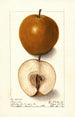 Pyrus communis Magnolia - Ellen Isham Schutt — weergave van het kunstwerk