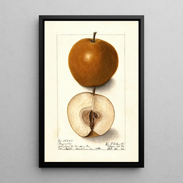 Pyrus communis Magnolia - Ellen Isham Schutt — ingelijst kunstwerk aan de muur