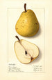 Pyrus communis Onondaga - Ellen Isham Schutt — weergave van het kunstwerk