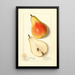 Pyrus communis Souvenir du Congrès - Ellen Isham Schutt — ingelijst kunstwerk aan de muur