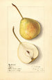 Pyrus communis Tyson - Ellen Isham Schutt — weergave van het kunstwerk