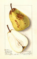 Pyrus communis Winter Bartlett - Ellen Isham Schutt — weergave van het kunstwerk