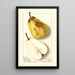Pyrus communis Winter Bartlett - Ellen Isham Schutt — ingelijst kunstwerk aan de muur