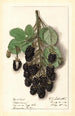 Rubus Agawam - Ellen Isham Schutt — weergave van het kunstwerk