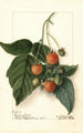 Rubus Golden Queen - Ellen Isham Schutt — weergave van het kunstwerk