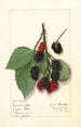 Rubus Minnervaski - Ellen Isham Schutt — weergave van het kunstwerk