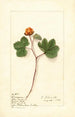 Rubus chamaemorus - Ellen Isham Schutt — weergave van het kunstwerk