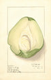 Sechium edule - Ellen Isham Schutt — weergave van het kunstwerk