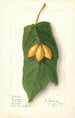 Vasconcellea quercifolia - Ellen Isham Schutt — weergave van het kunstwerk