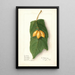 Vasconcellea quercifolia - Ellen Isham Schutt — ingelijst kunstwerk aan de muur