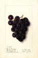 Vitis - Ellen Isham Schutt — weergave van het kunstwerk