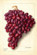 Vitis Ajun - Ellen Isham Schutt — weergave van het kunstwerk