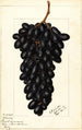 Vitis Askarie - Ellen Isham Schutt — weergave van het kunstwerk