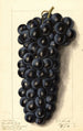 Vitis Campbells Early - Ellen Isham Schutt — weergave van het kunstwerk