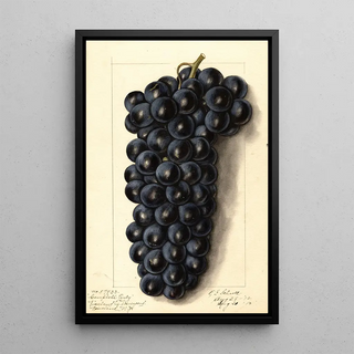 Ellen Isham Schutt - Vitis Campbells Early.webp