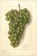 Vitis Feher Szagos - Ellen Isham Schutt — weergave van het kunstwerk
