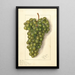 Vitis Feher Szagos - Ellen Isham Schutt — ingelijst kunstwerk aan de muur