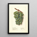 Vitis Geraldine Studley - Ellen Isham Schutt — ingelijst kunstwerk aan de muur