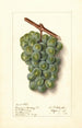 Vitis Geraldine Studley - Ellen Isham Schutt — weergave van het kunstwerk