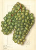 Vitis Golden Queen - Ellen Isham Schutt — weergave van het kunstwerk