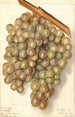 Vitis Hycales - Ellen Isham Schutt — weergave van het kunstwerk