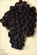 Vitis Key - Ellen Isham Schutt — ingelijst kunstwerk aan de muur