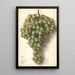Vitis Malaga - Ellen Isham Schutt — ingelijst kunstwerk aan de muur