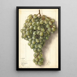 Ellen Isham Schutt - Vitis Malaga.webp
