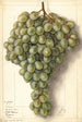 Vitis Malaga - Ellen Isham Schutt — weergave van het kunstwerk