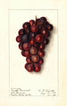 Vitis Masters Roosevelt - Ellen Isham Schutt — weergave van het kunstwerk