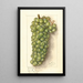 Vitis Muscat de Frontignan - Ellen Isham Schutt — ingelijst kunstwerk aan de muur