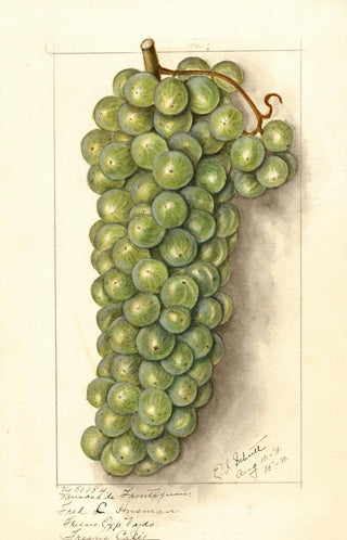 Ellen Isham Schutt - Vitis Muscat de Frontignan.webp